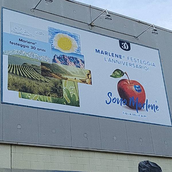 applicazione in quota di adesivo per le mele marlene